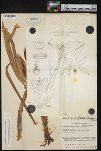 Prosthechea baculus image