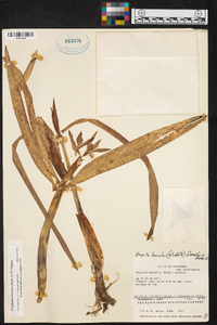 Prosthechea baculus image