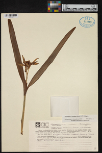 Prosthechea baculus image