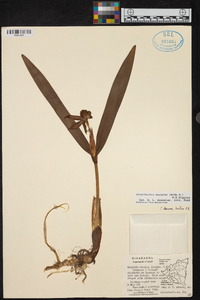 Prosthechea baculus image