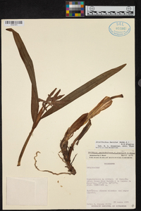 Prosthechea baculus image