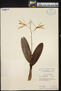 Encyclia brassavolae image