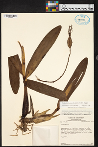 Prosthechea brassavolae image