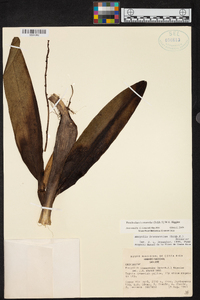 Prosthechea brassavolae image