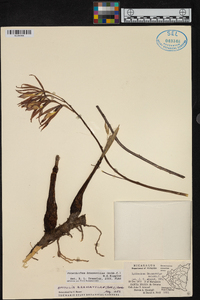 Prosthechea brassavolae image