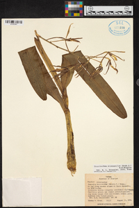 Prosthechea brassavolae image