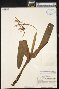 Prosthechea brassavolae image