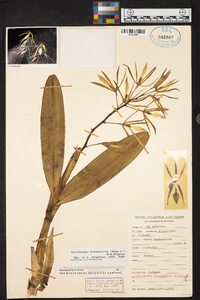 Prosthechea brassavolae image