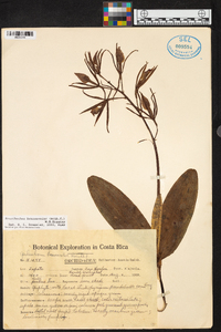 Prosthechea brassavolae image