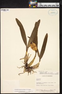 Prosthechea chacaoensis image