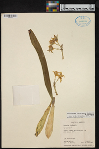 Prosthechea madrensis image