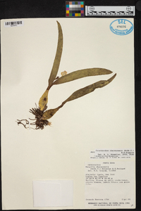 Prosthechea chacaoensis image