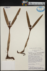Prosthechea cochleata image