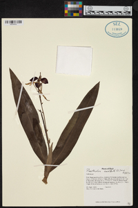 Prosthechea cochleata image