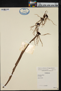 Prosthechea cochleata image