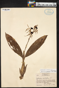 Prosthechea cochleata image