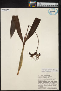 Prosthechea cochleata image