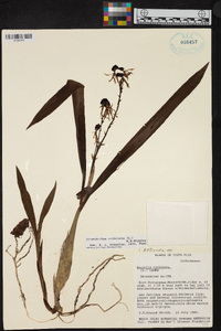 Prosthechea cochleata image