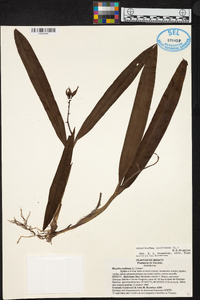 Prosthechea cochleata image