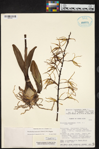Prosthechea ionocentra image