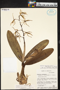 Prosthechea ionocentra image