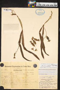 Prosthechea livida image