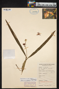 Prosthechea livida image