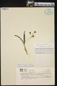 Prosthechea livida image