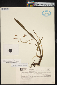 Prosthechea livida image