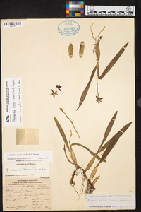 Prosthechea livida image