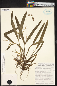 Prosthechea livida image