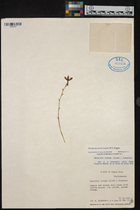 Prosthechea livida image