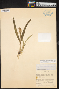 Prosthechea guttata image