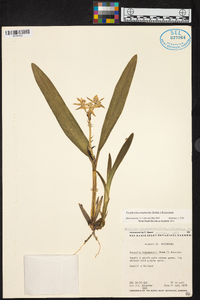 Prosthechea madrensis image