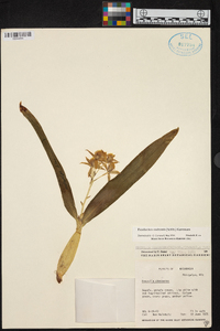 Prosthechea madrensis image