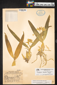 Prosthechea madrensis image