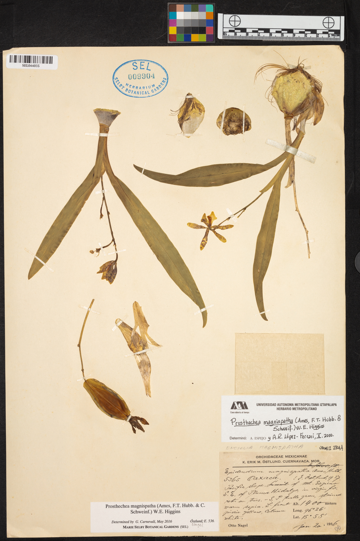 Prosthechea magnispatha image