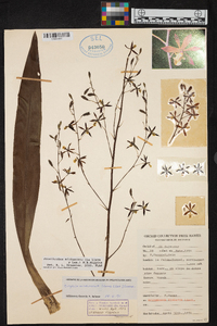 Prosthechea michuacana image