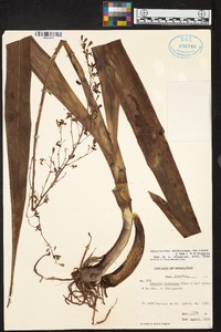 Prosthechea michuacana image