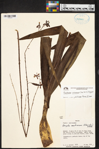 Prosthechea michuacana image