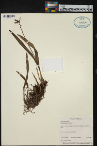 Prosthechea ochracea image