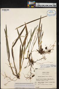 Prosthechea ochracea image