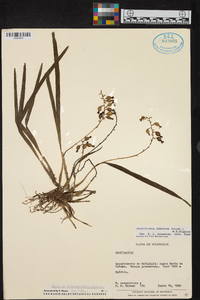 Prosthechea ochracea image