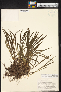 Prosthechea ochracea image