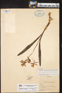 Prosthechea pastoris image