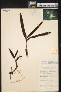 Prosthechea pseudopygmaea image