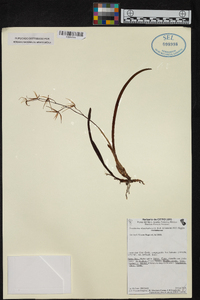 Prosthechea rhynchophora image