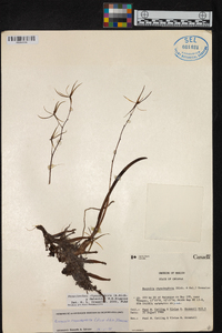 Prosthechea rhynchophora image