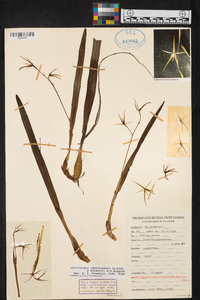 Prosthechea rhynchophora image