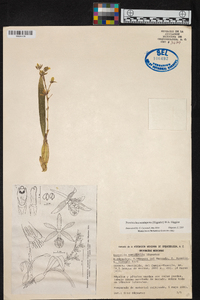 Prosthechea semiaperta image